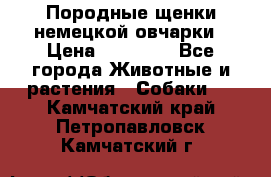 Породные щенки немецкой овчарки › Цена ­ 24 000 - Все города Животные и растения » Собаки   . Камчатский край,Петропавловск-Камчатский г.